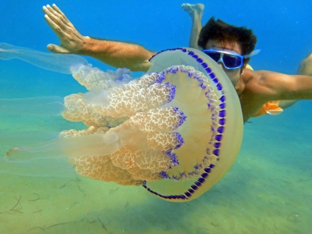 La medusa y el bañista
