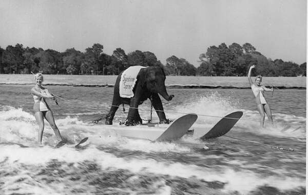 Elefante haciendo esqui acuatico