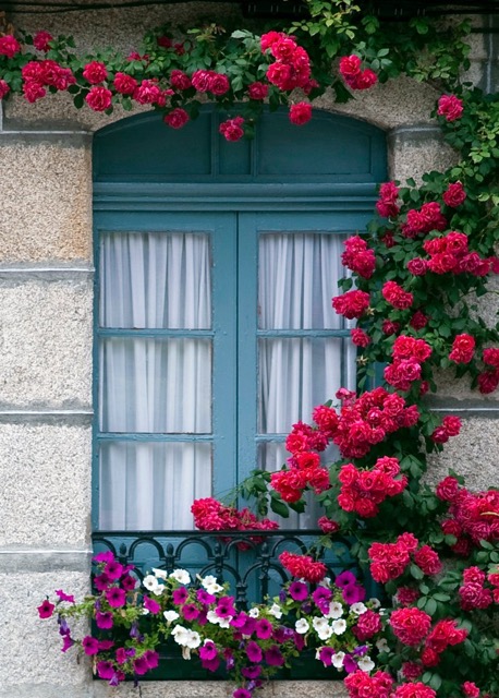 Claveles en la ventana